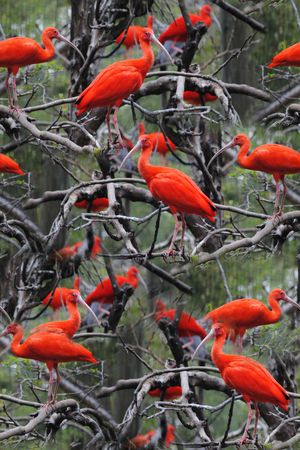 火炼鸟印花华亿平台图片