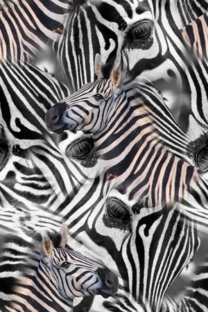 动物纹印花华亿平台图片