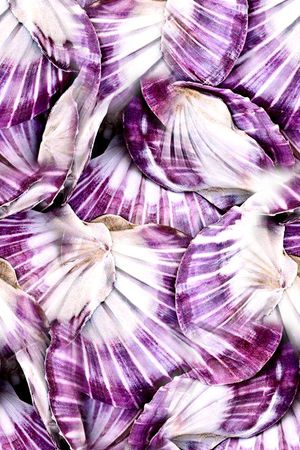 贝壳印花华亿平台图片