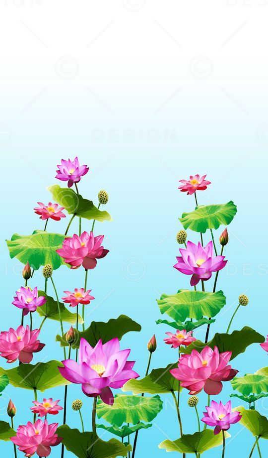 荷花印花华亿平台图片