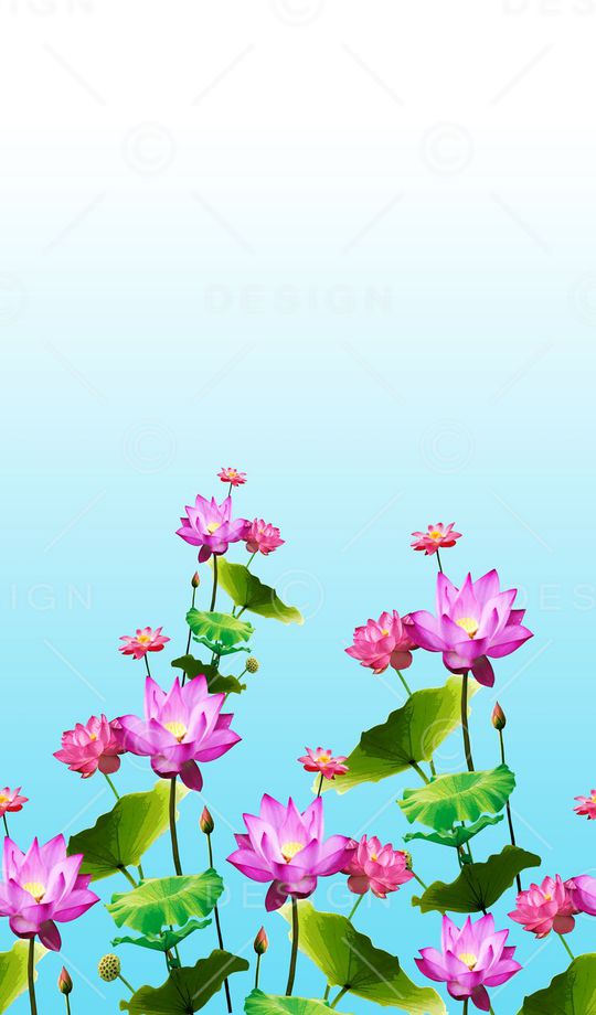 荷花印花华亿平台图片