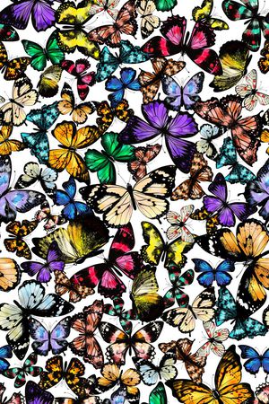 蝴蝶印花华亿平台图片