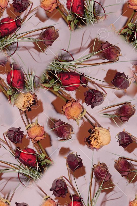 玫瑰印花华亿平台图片