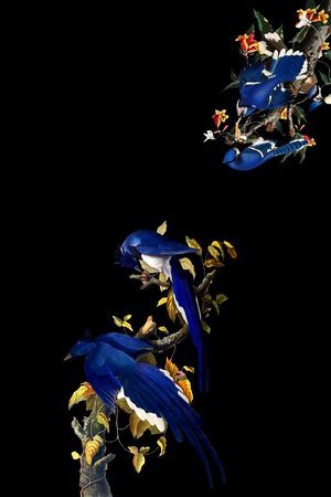 鸟印花华亿平台图片