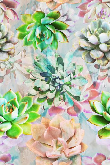 629166-2016-5-10多肉植物花卉1