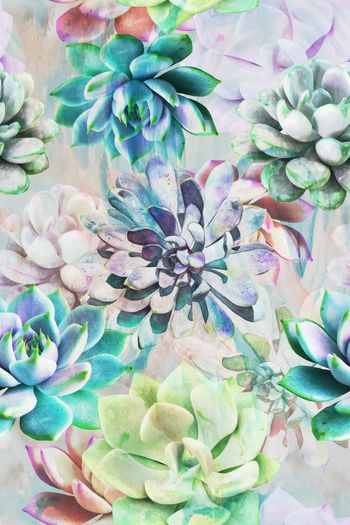 629167-2016-5-10多肉植物花卉2