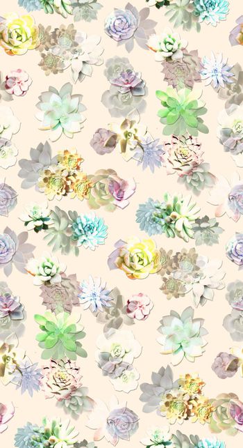 629200-多肉植物-2