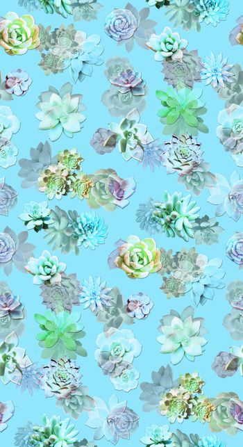 629201-多肉植物-3