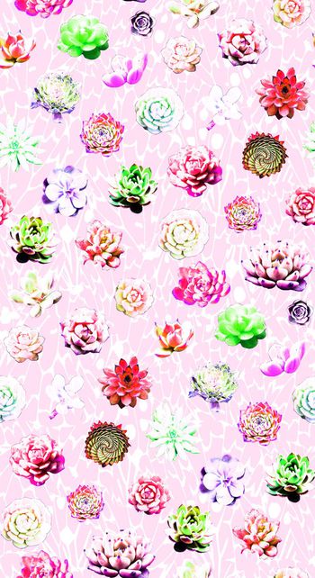 629202-多肉植物组合