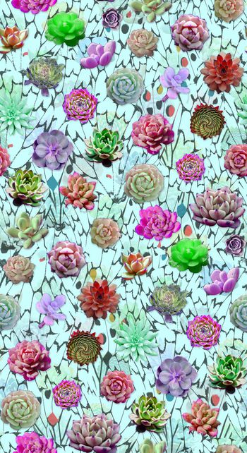 629203-多肉植物组合--2