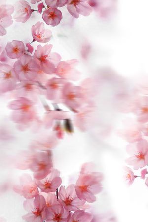 桃花印花华亿平台图片