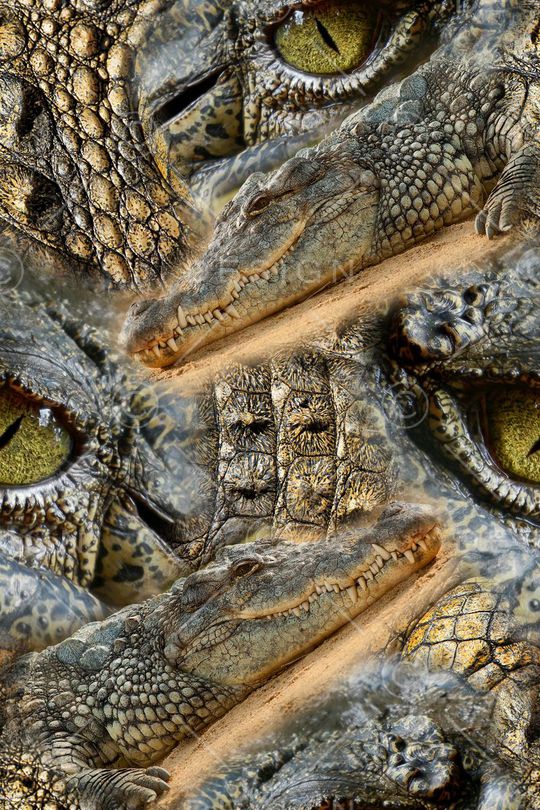 鳄鱼印花华亿平台图片