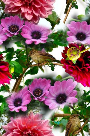 花鸟印花华亿平台图片