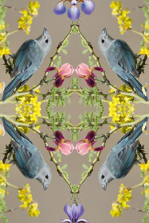 鸟印花华亿平台图片