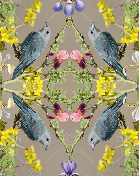 鸟印花华亿平台图片