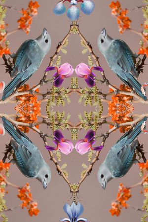 鸟印花华亿平台图片