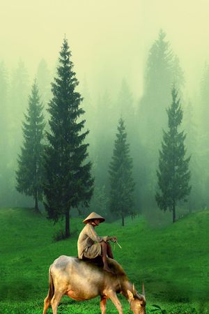 松树印花华亿平台图片