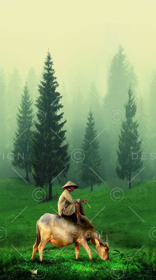 松树印花华亿平台图片