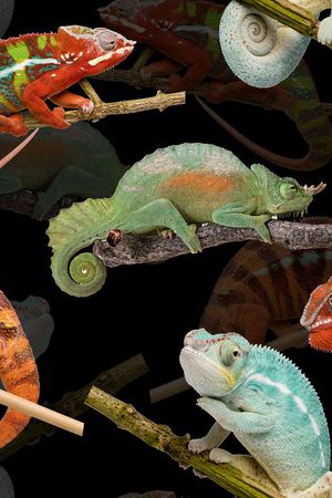 变色龙印花华亿平台图片