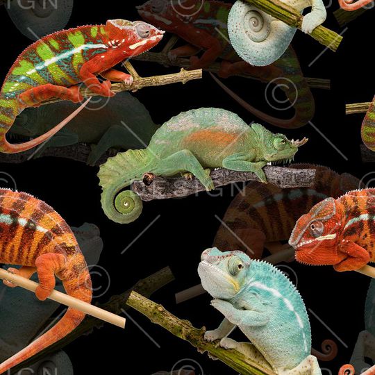 变色龙印花华亿平台图片