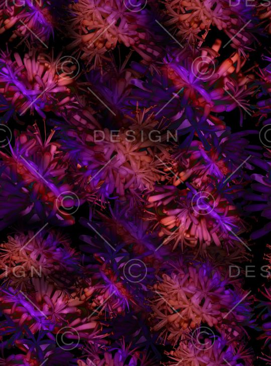 巴西木花印花华亿平台图片