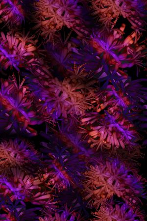 巴西木花印花华亿平台图片