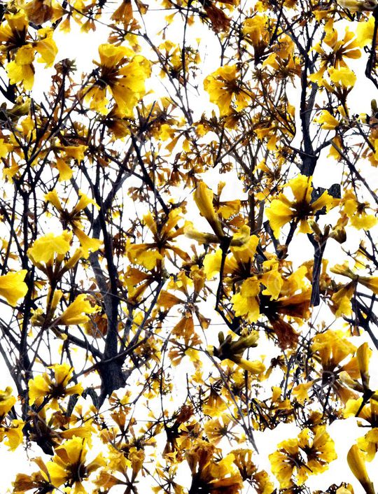 巴西风铃木印花华亿平台图片