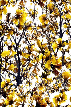 巴西风铃木印花华亿平台图片