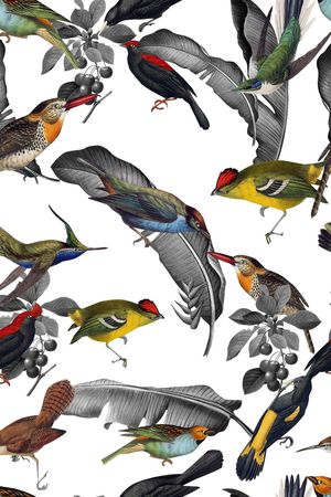 巴西手绘鸟印花华亿平台图片