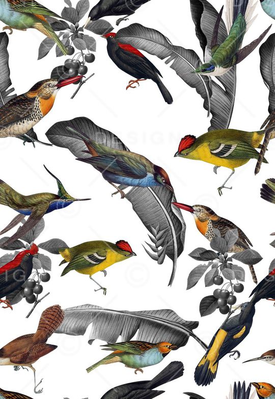 巴西手绘鸟印花华亿平台图片