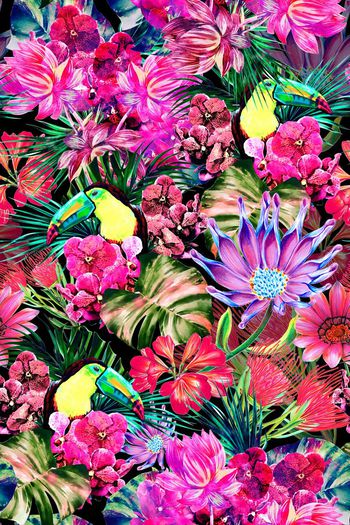 632889-热带天堂鸟