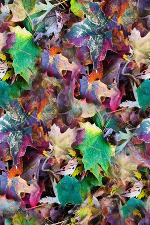 叶子印花华亿平台图片