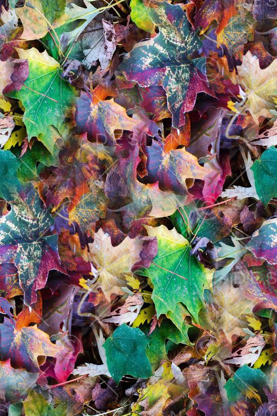 叶子印花华亿平台图片