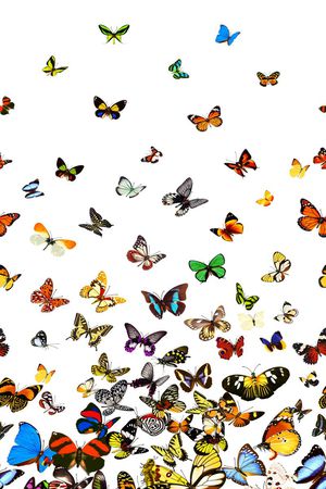 蝴蝶印花华亿平台图片