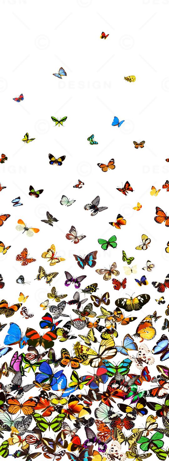 蝴蝶印花华亿平台图片