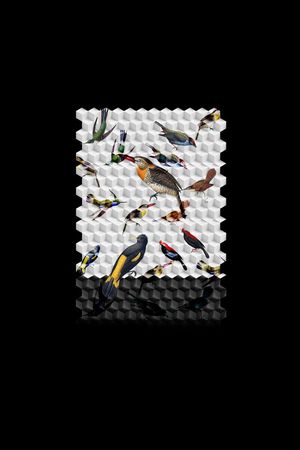 原创立方体鸟印花华亿平台图片