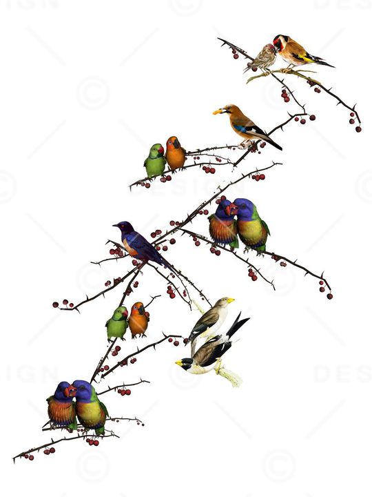 百鸟图印花华亿平台图片