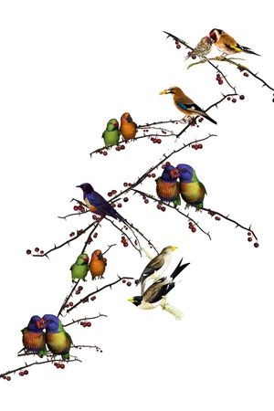 百鸟图印花华亿平台图片