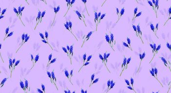 636413-花卉薰衣草--b