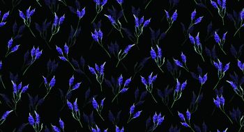 636414-花卉薰衣草--c