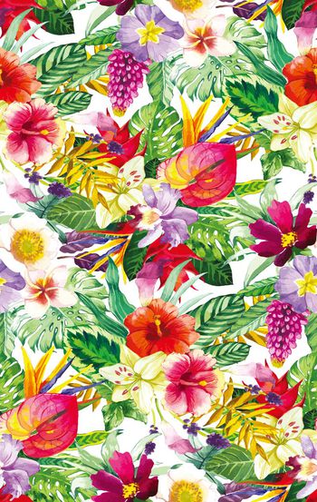 637204-热带雨林  丛林植物--2