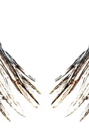 原创手绘工笔画肌理木纹翅膀印花华亿平台图片