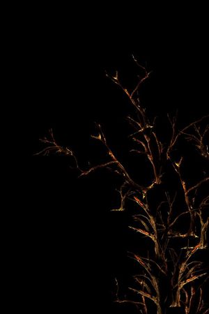 原创工笔画沙漠之树印花华亿平台图片