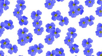 637519-紫色花朵-a