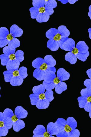 花瓣印花华亿平台图片