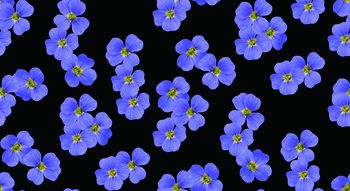 637520-紫色花朵-b