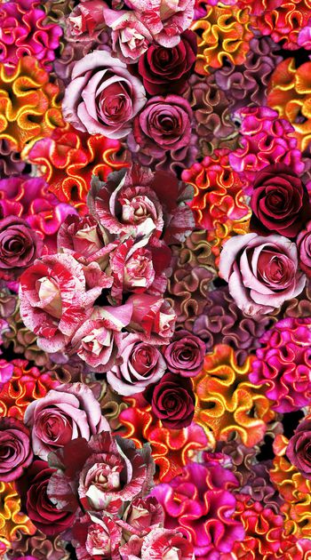 鸡冠花印花华亿平台图片