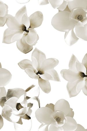 玫瑰印花华亿平台图片