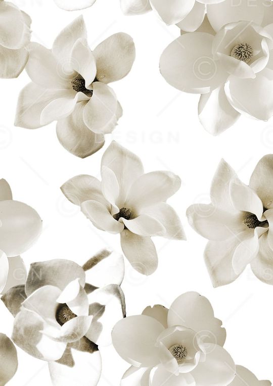 玫瑰印花华亿平台图片