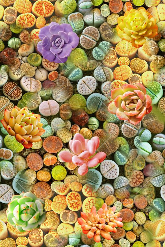 乱花印花华亿平台图片